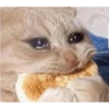 Cats (1/4) 28