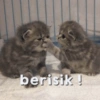 berisik !