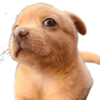 Cute Dogs  14