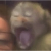 Monkey meme 🐒⭐ 7