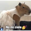 No mi ciela Sticker.ly