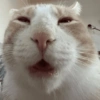 MICHIS 🥰🐱 22