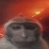 Monyet monkey 5