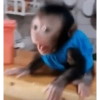 Changuitos 5