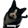 Kucing 8
