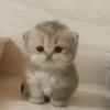 Gatitos. | @ocenferios  Haki. 9