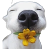 Cute Dogs  11