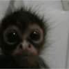 Monkey meme 🐒⭐ 14