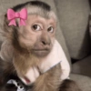 Monyet monkey 14