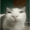 Gatos sem vergonha 🐈 9