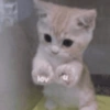 Gatos cura depresión😻 14