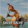 SALVE SALVE