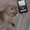 Michis Caóticos🐱 4