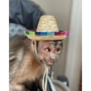 Changuitos 8