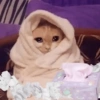 Грустные коты 2 10