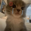 Gatitos enojados😡🐱 8
