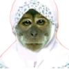 Monyet monkey 13