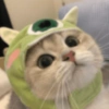 Gatos cura depresión😻 7