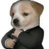 Cute Dogs  5