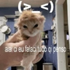 GATINHOS REAGINDO 6
