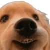Cute Dogs  9