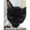 Random quby y cats 18