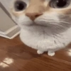 Cats (2/4) 12