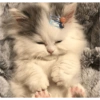 Gatitos bonitos 😺💞 16
