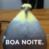 Bom dia, tarde e noite  11