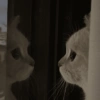 Cats (2/4) 19