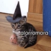 Fofos 🐾 5
