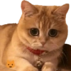 Kucing 24