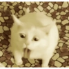 Gatos sem vergonha 🐈 13