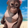 Monyet monkey 8