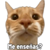 Michis Caóticos🐱 11
