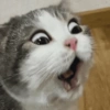 Reações gatos 9