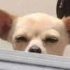 ANIMAIS DEBOCHADOS 😂 13