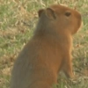 Capivaras 9