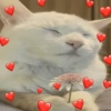 MICHIS 🥰🐱 6