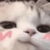 Gatos cura depresión😻 9