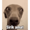 Sirik amat