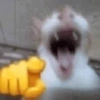 Cats (1/4) 23