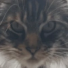 😺 GATOS MOODS 😺 7