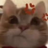 Gaticos 🥺🩷😍 6