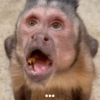 Monkey meme 🐒⭐ 22