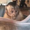 Monkey meme 🐒⭐ 26
