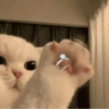 Gatos sem vergonha 🐈 14