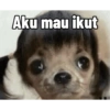Aku mau ikut