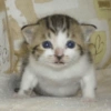 Gatinhos fofos 7