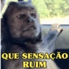 MACAQUINHOS EXPRESSIVOS 🐵 13